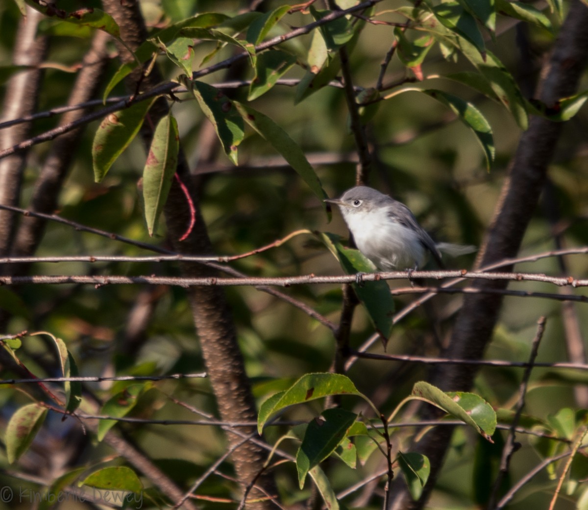 Blue-gray Gnatcatcher - ML112206211