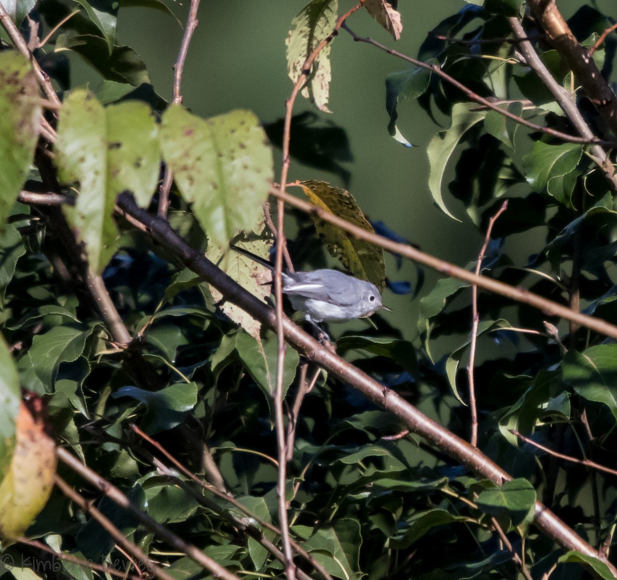 Blue-gray Gnatcatcher - ML112206221