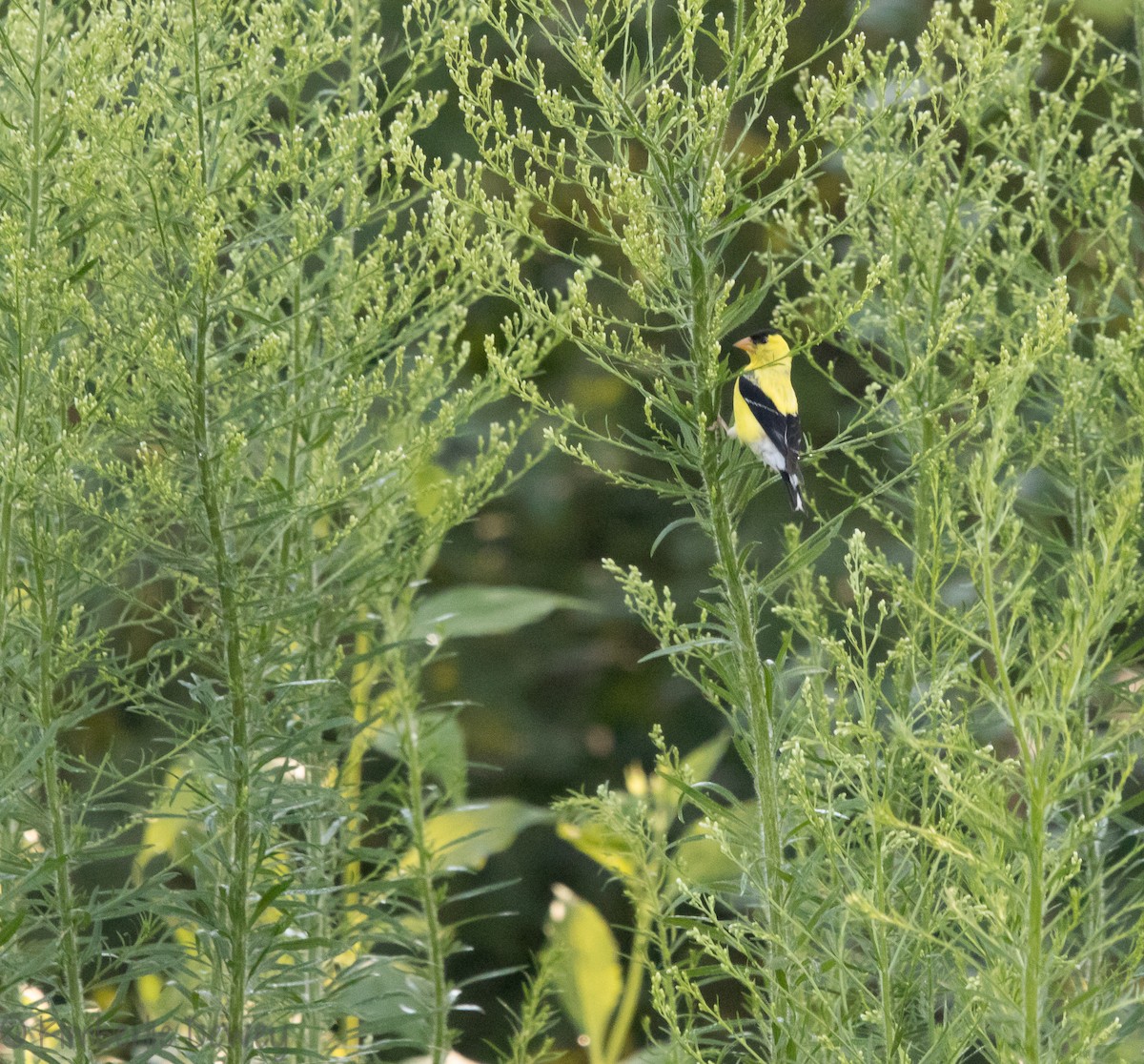 American Goldfinch - ML112206251