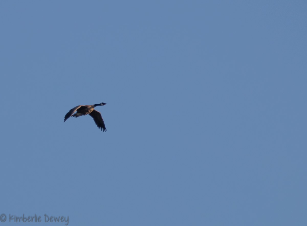 Canada Goose - ML112206271