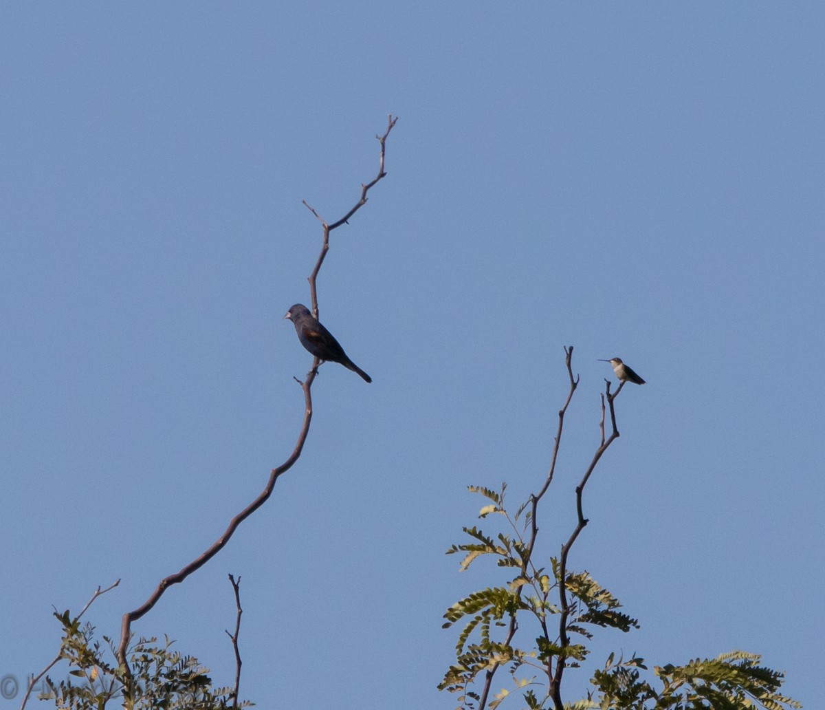 Blue Grosbeak - ML112206381