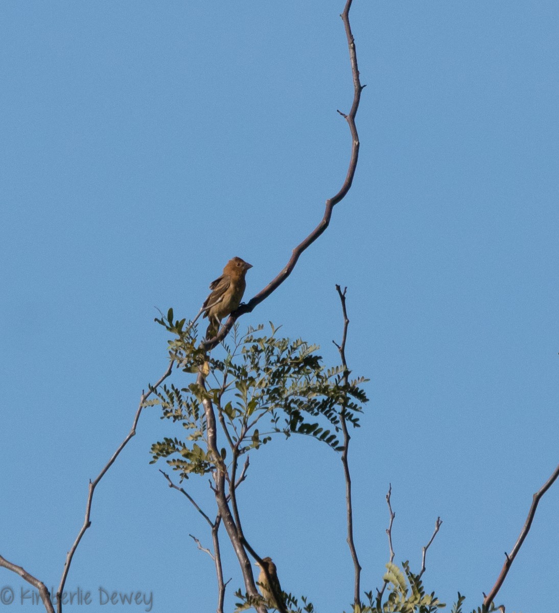 Blue Grosbeak - ML112206401