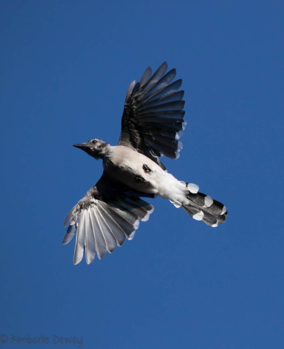 Blue Jay - ML112206511