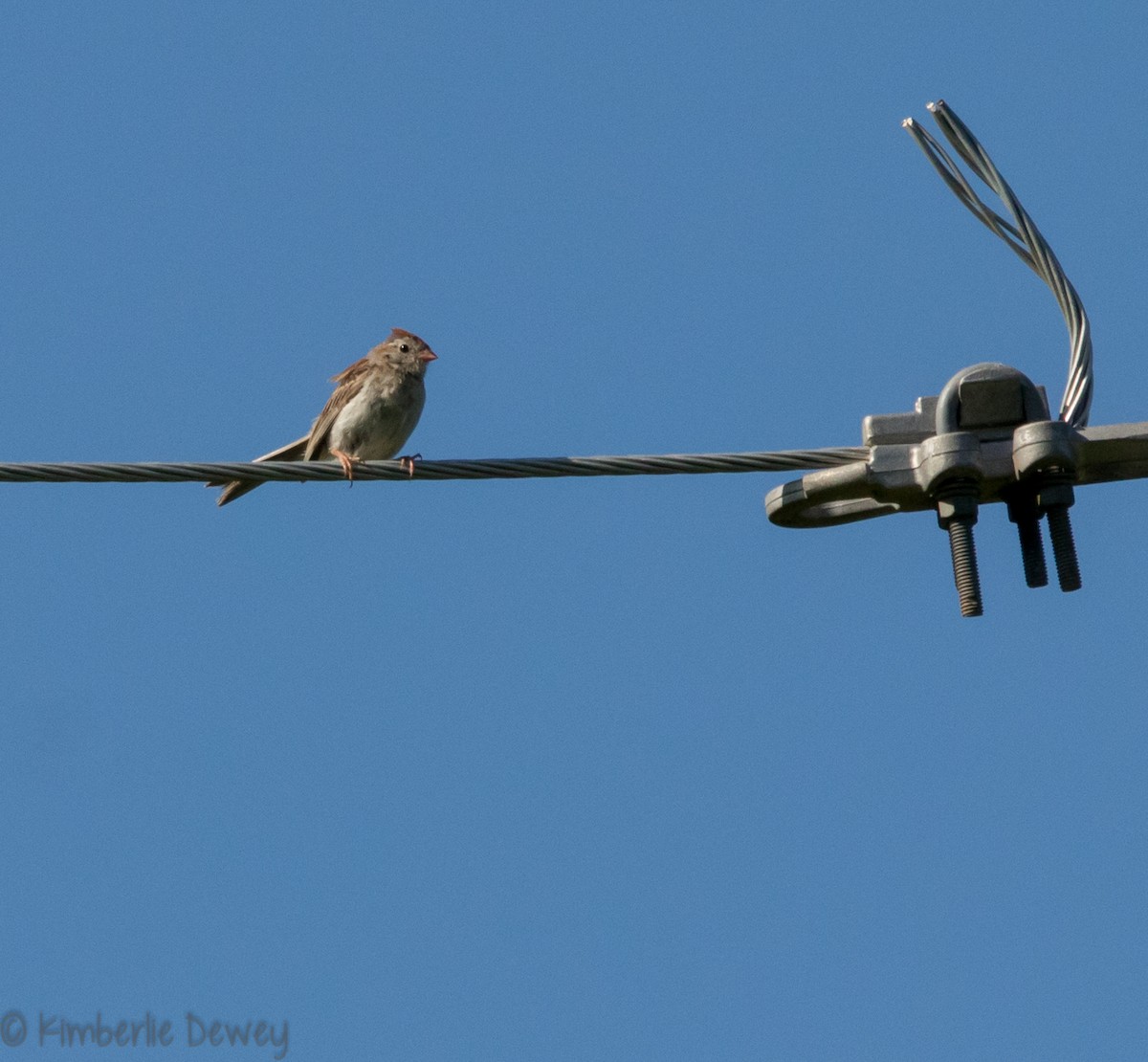 Field Sparrow - ML112206571