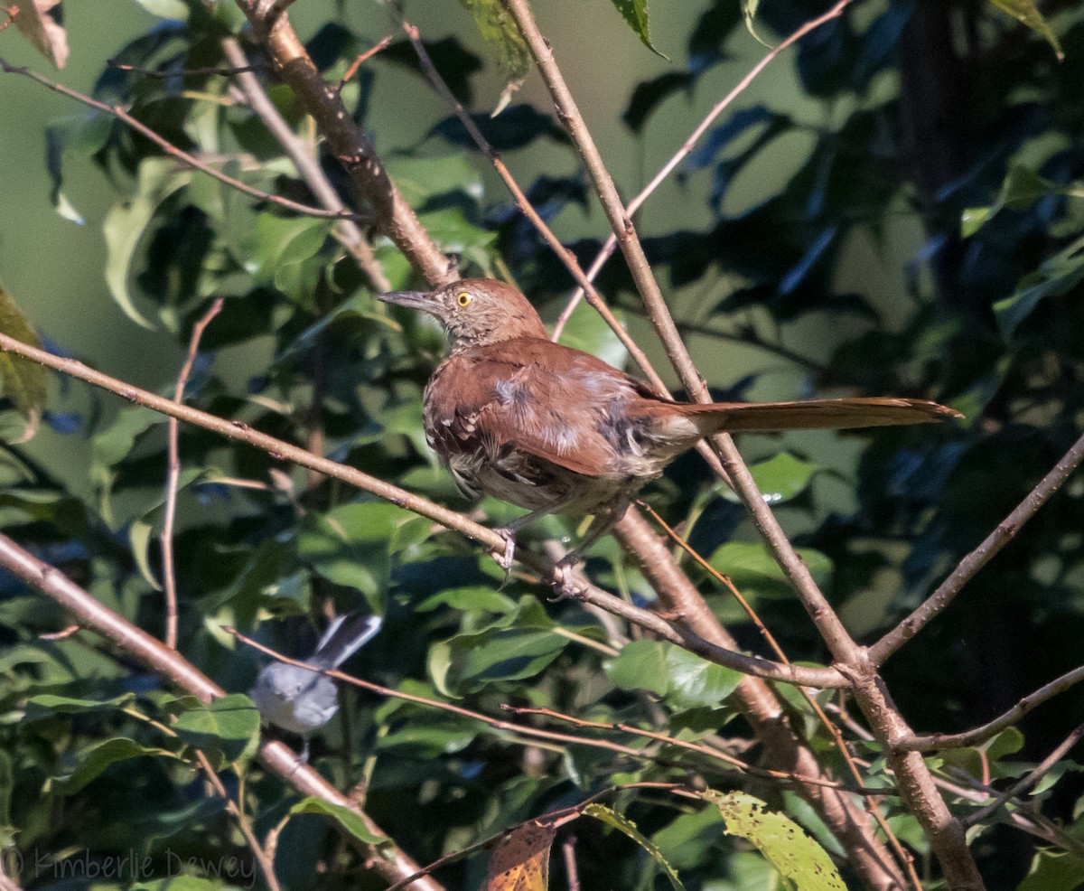 Brown Thrasher - ML112206621