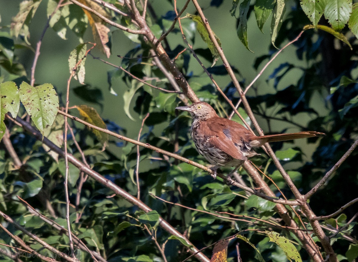 Brown Thrasher - ML112206631