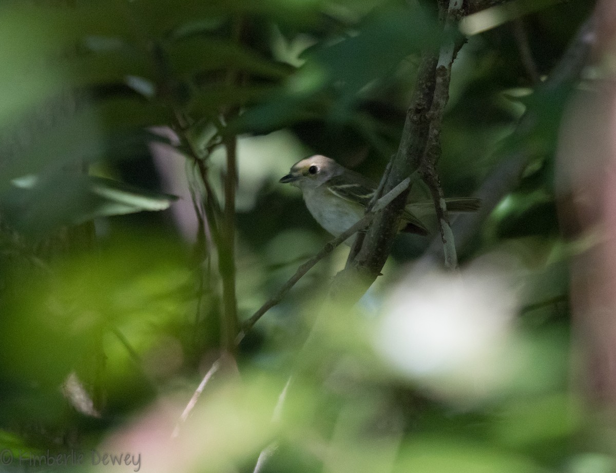 White-eyed Vireo - ML112206691