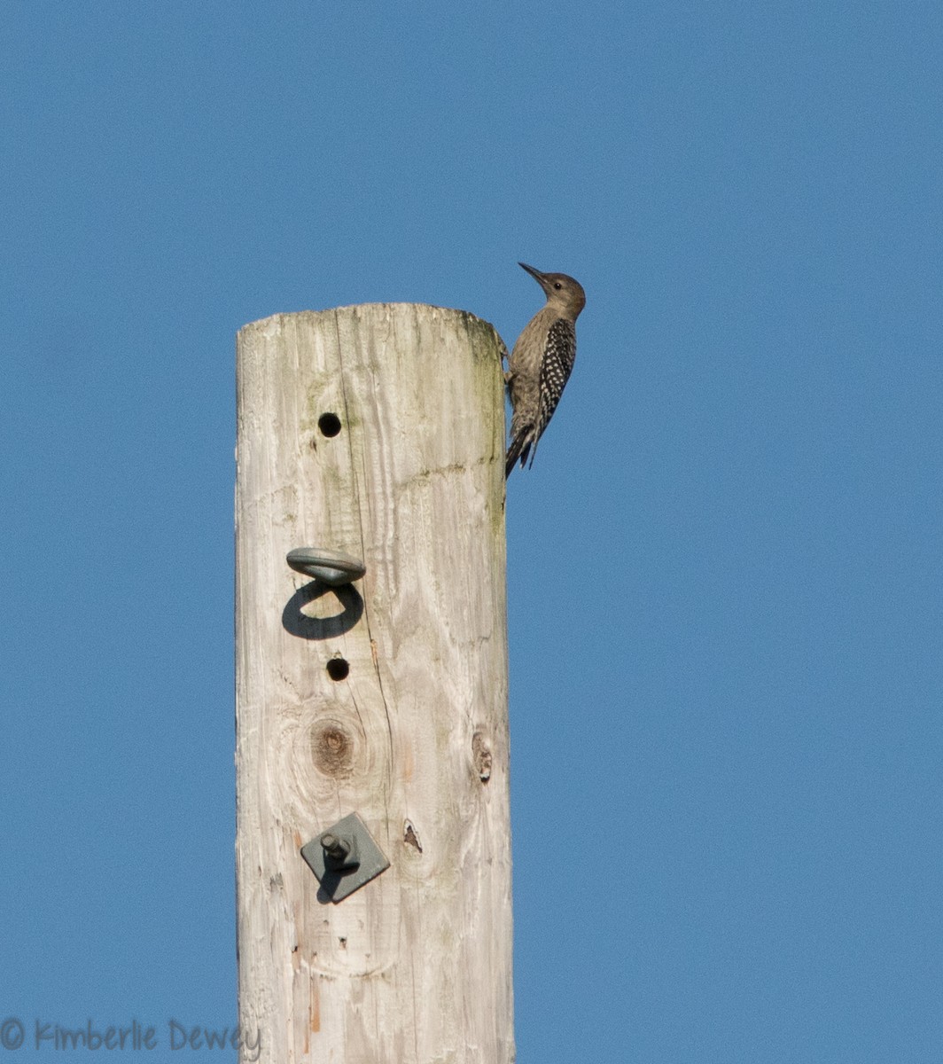 Red-bellied Woodpecker - ML112206871