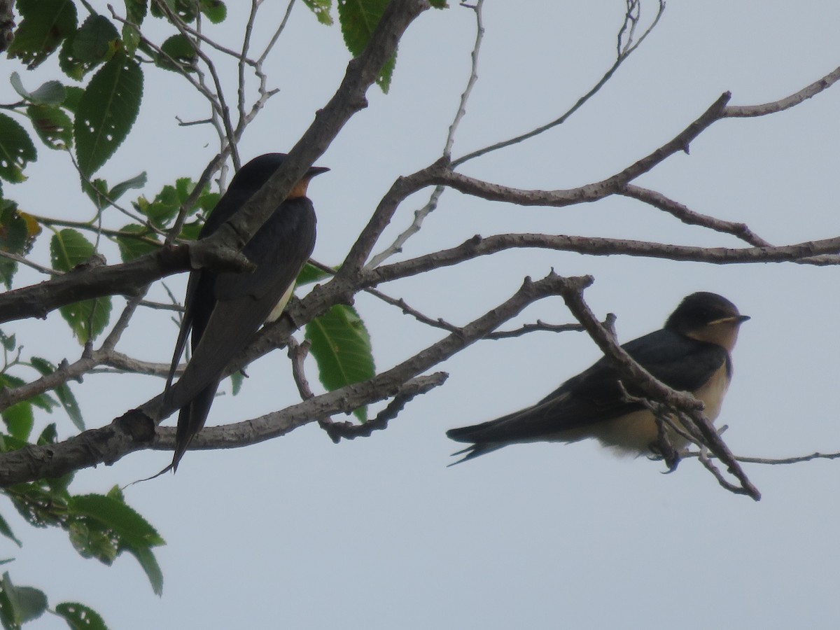 Barn Swallow - ML112207861