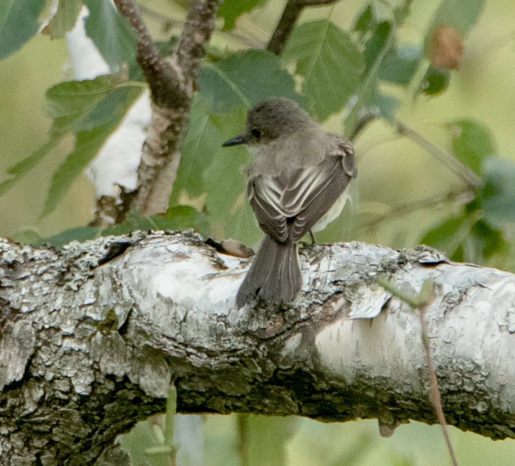 Great Crested Flycatcher - ML112209071