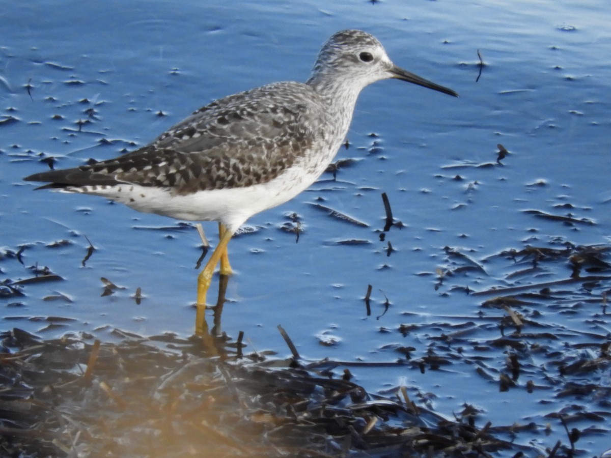 Greater Yellowlegs - carol villeneuve