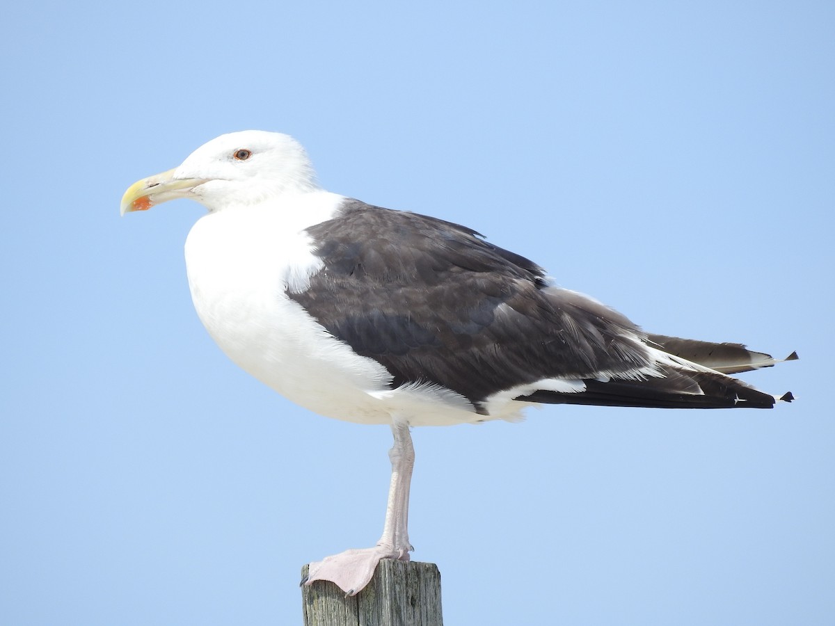 Great Black-backed Gull - Carol Baird Molander