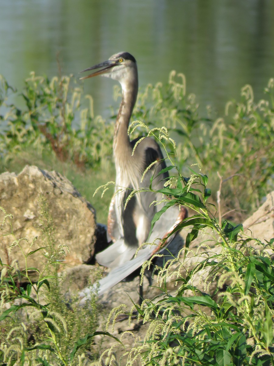 Great Blue Heron - ML112210761