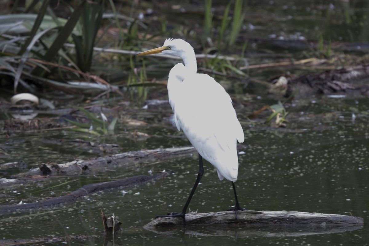 Great Egret - ML112212501