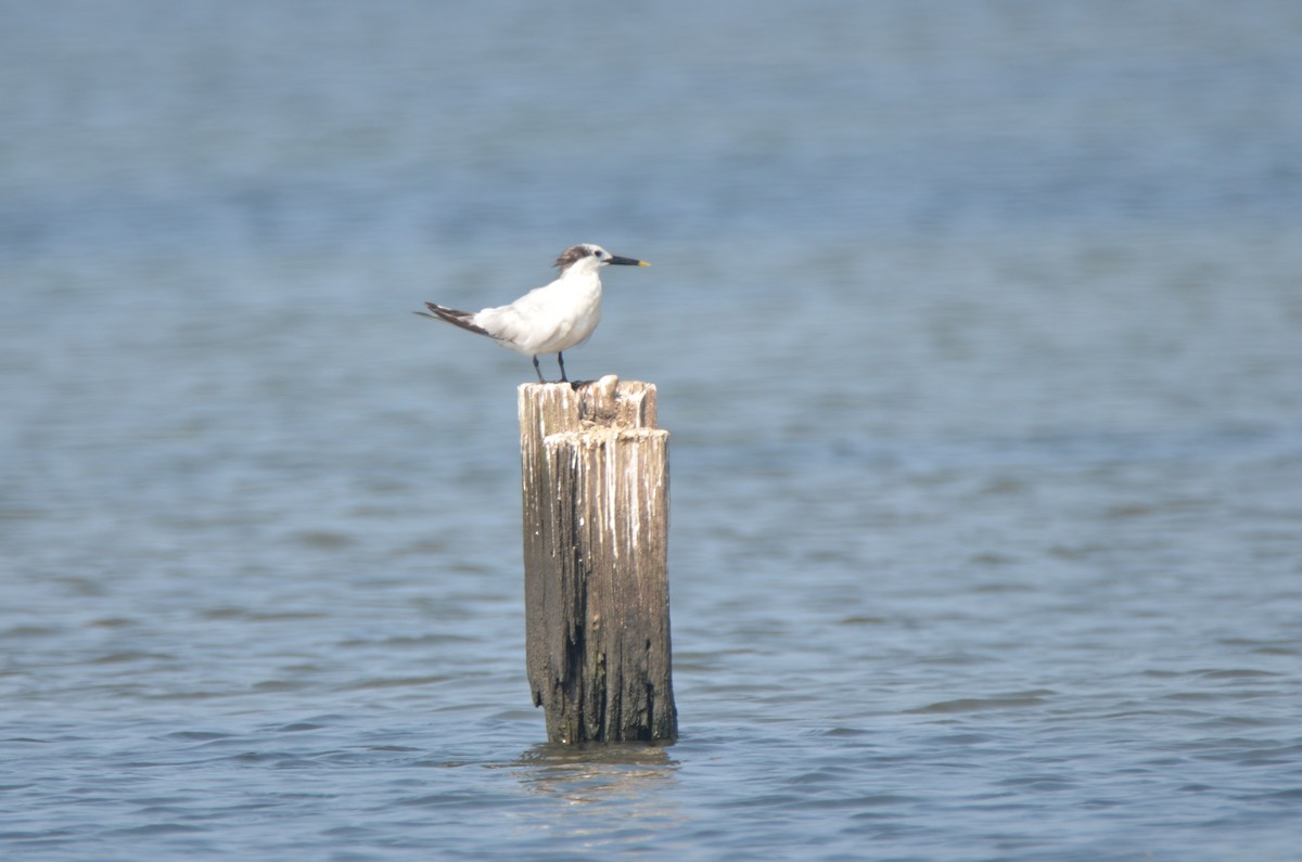 Sandwich Tern - ML112214501