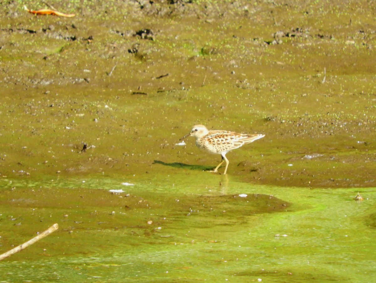 Least Sandpiper - ML112215411