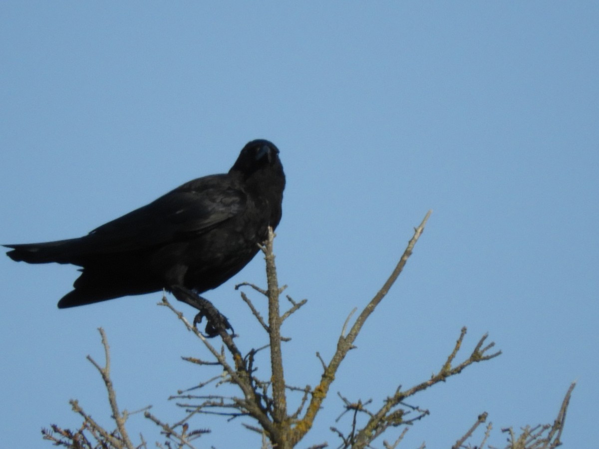 American Crow - ML112216561