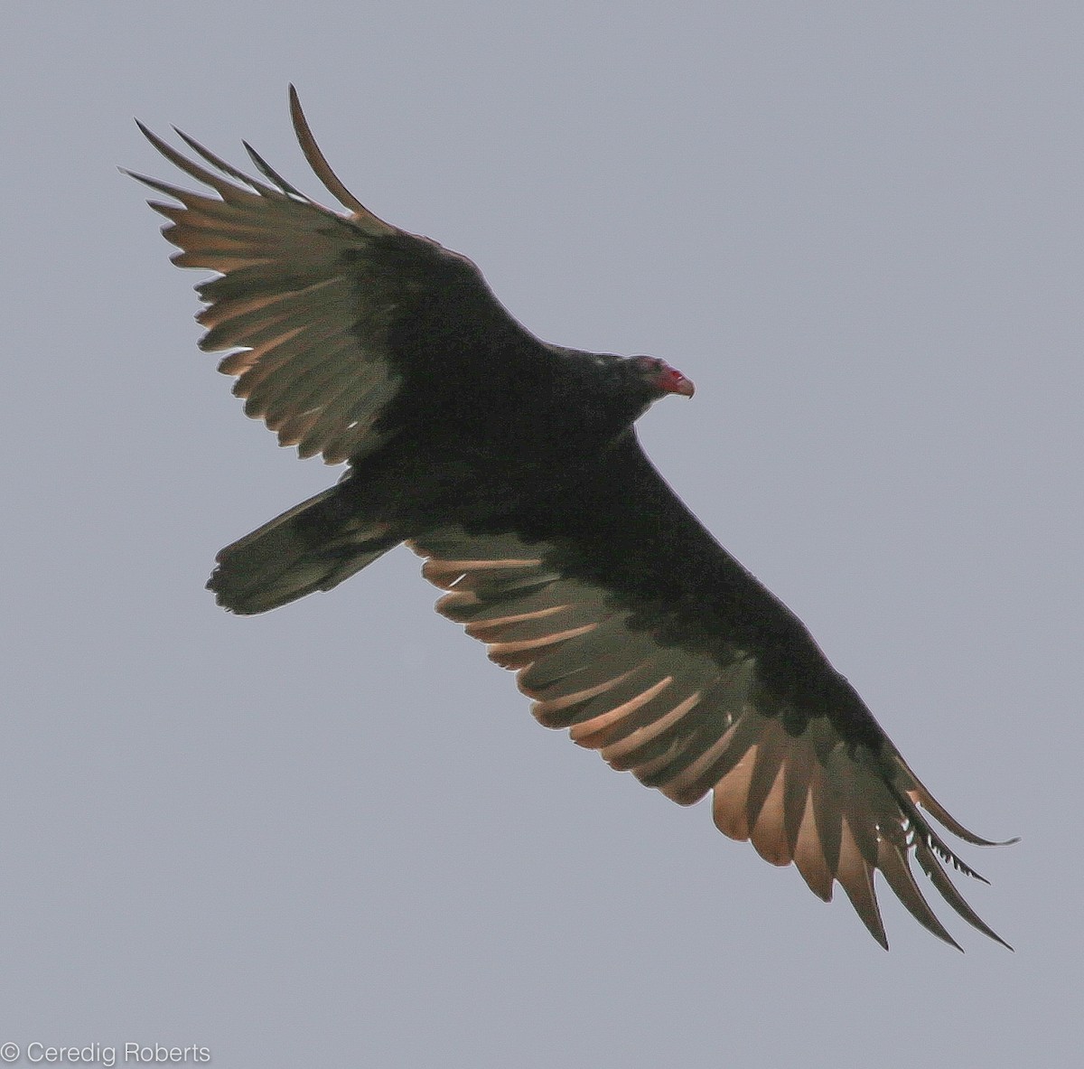 Turkey Vulture - Ceredig  Roberts