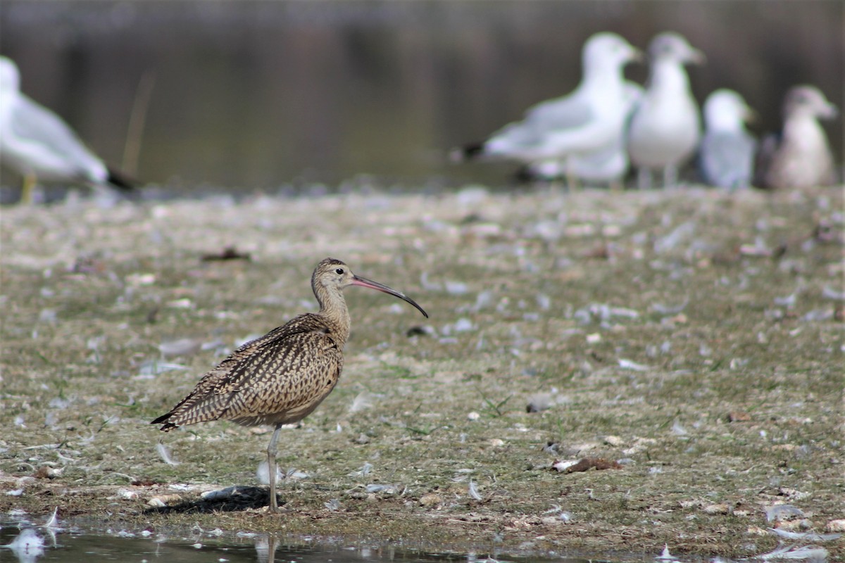 Long-billed Curlew - ML112221001