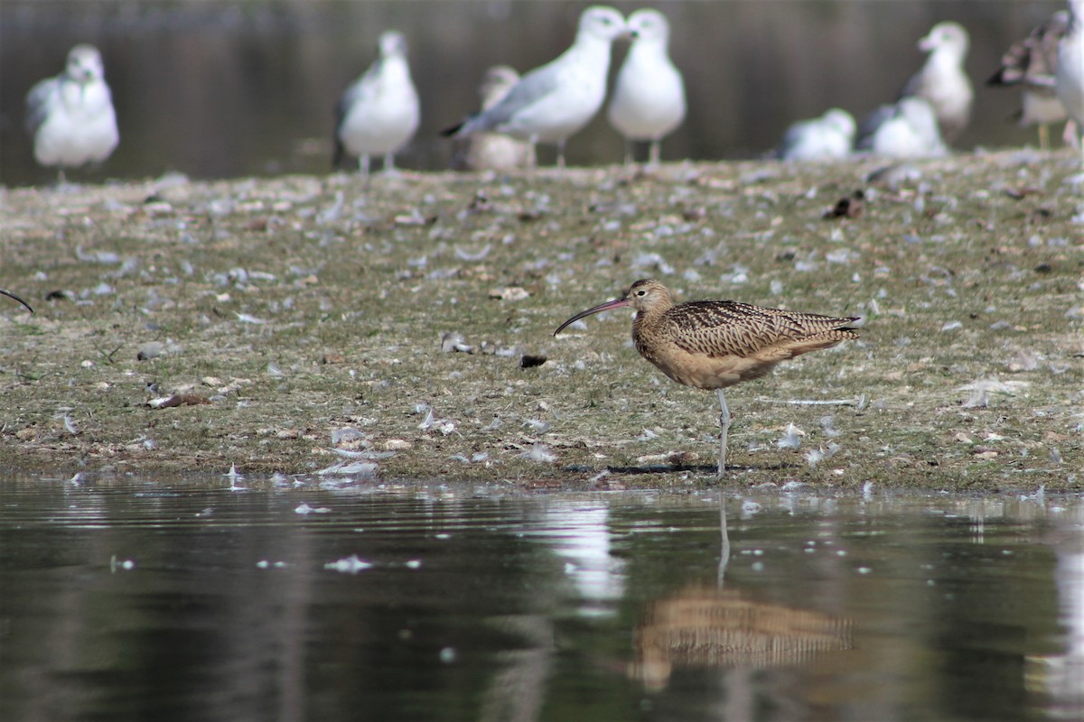Long-billed Curlew - ML112221011