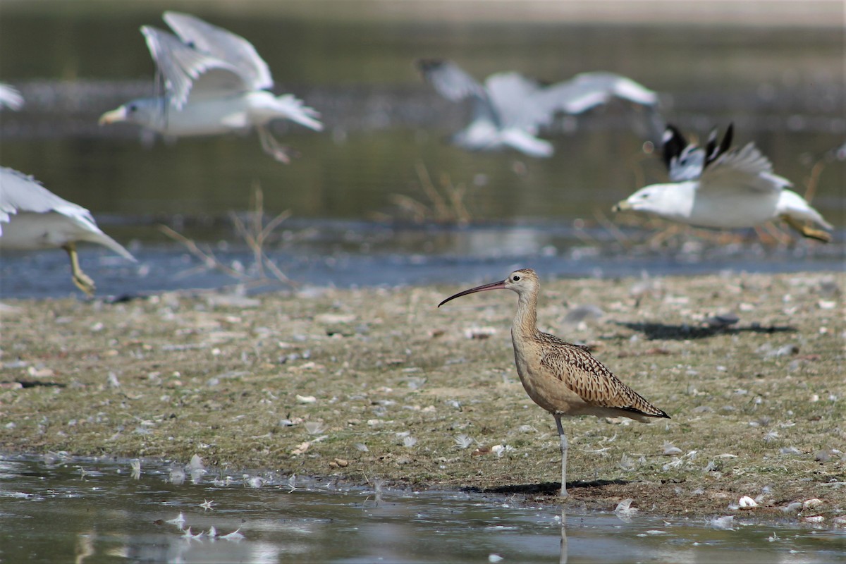 Long-billed Curlew - ML112221021