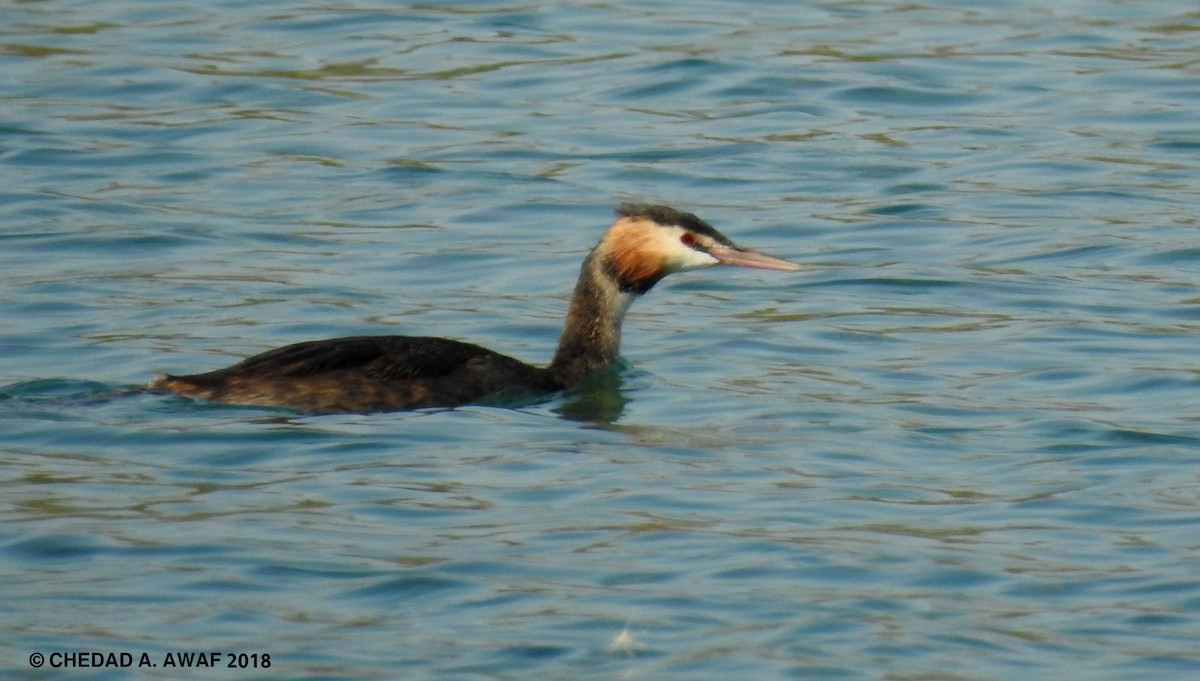 Great Crested Grebe - ML112221251