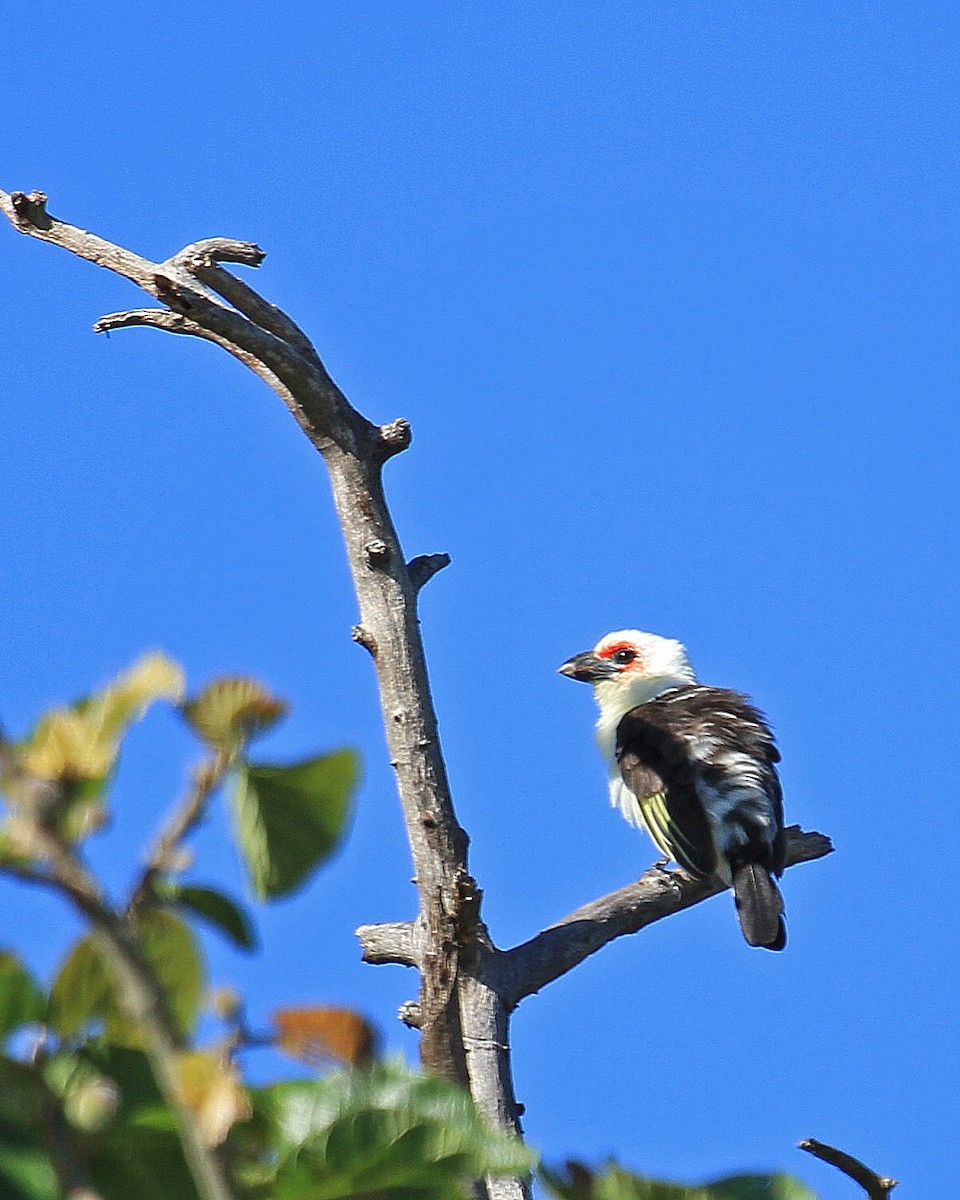 Chaplin's Barbet - Carl Poldrack