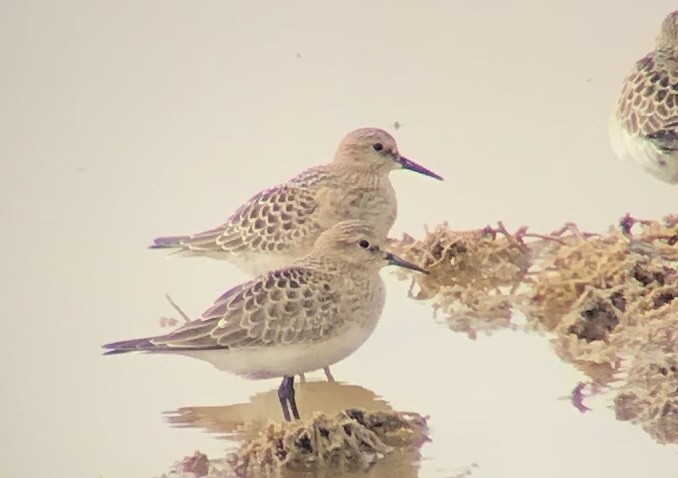 Baird's Sandpiper - ML112222361