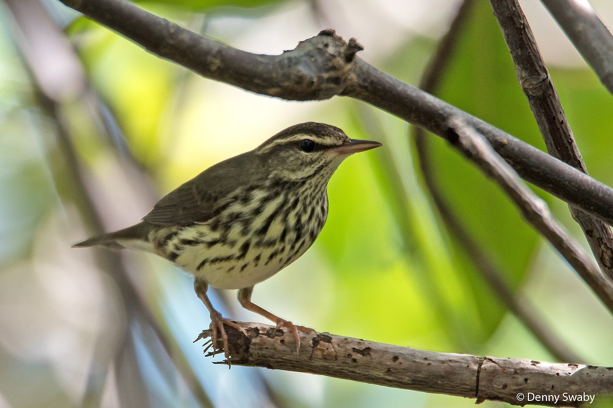 Northern Waterthrush - ML112222921