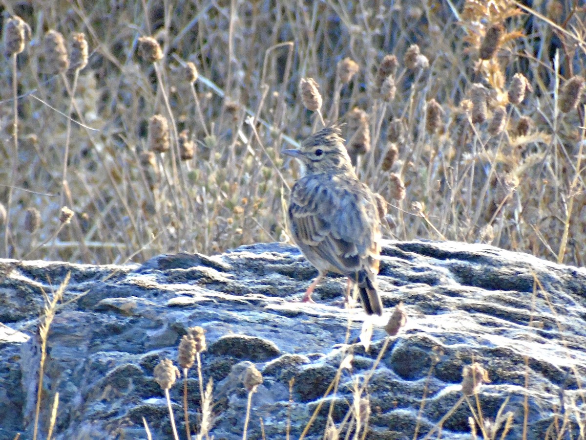 Thekla's Lark - ML112224021