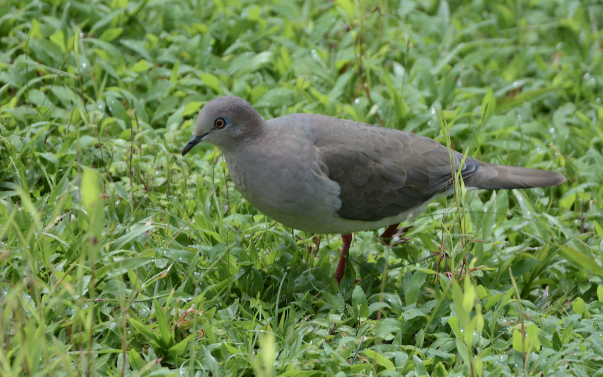 White-tipped Dove - ML112224521