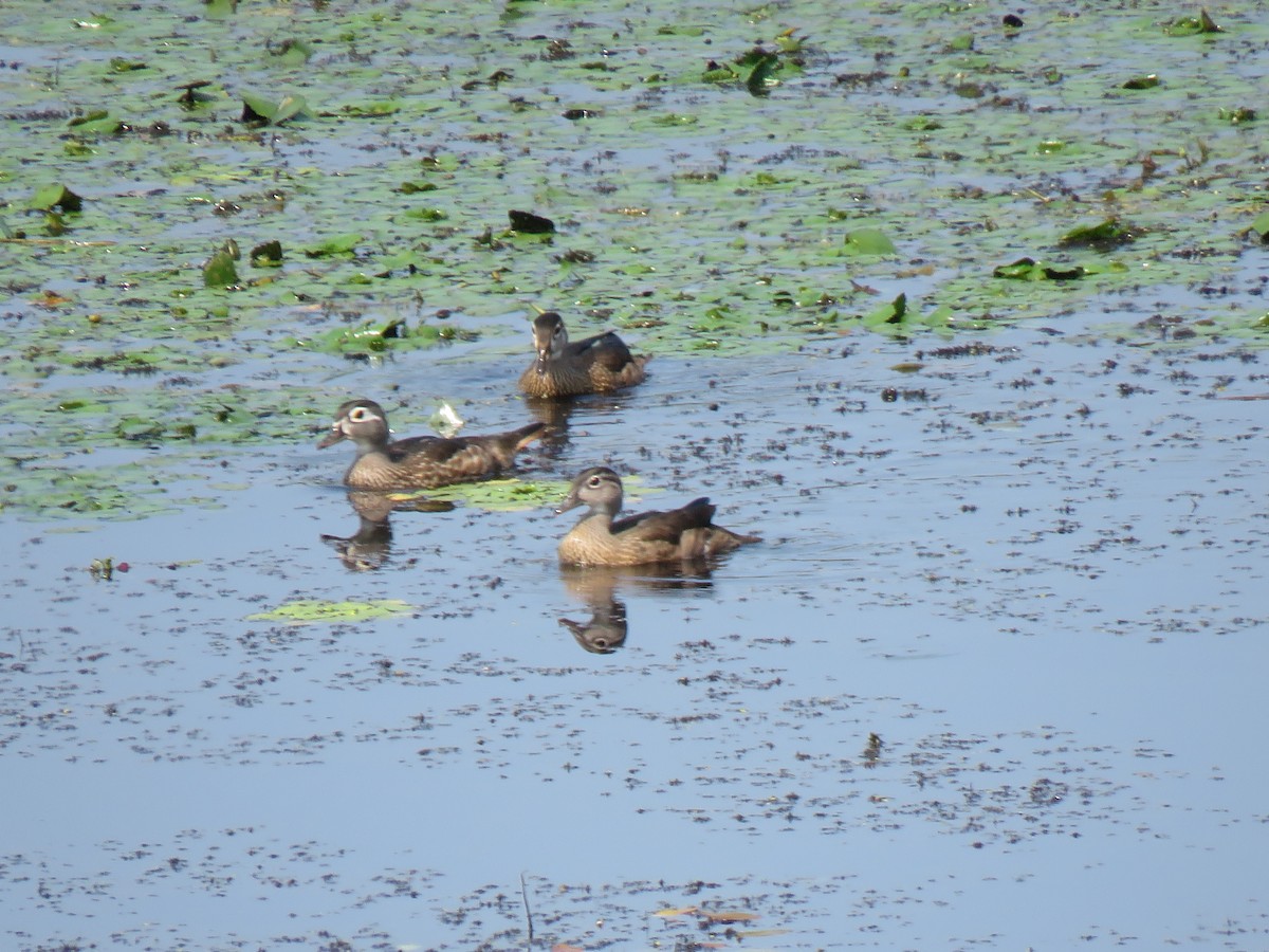 Wood Duck - Jim Dillon