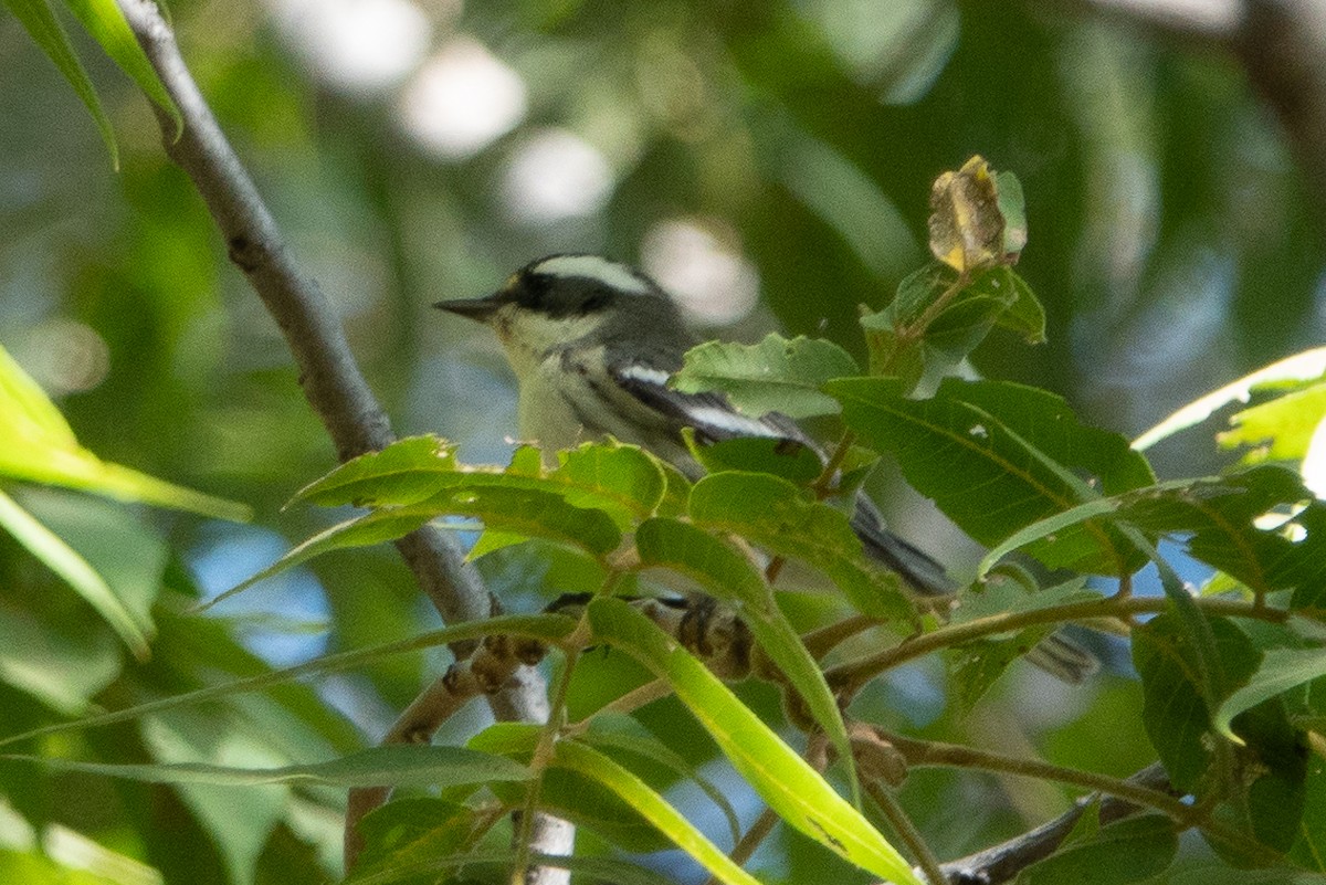 Black-throated Gray Warbler - ML112228341