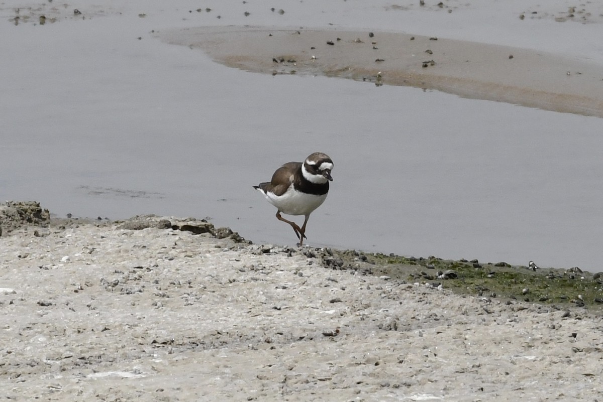 Common Ringed Plover - Brandon Trentler