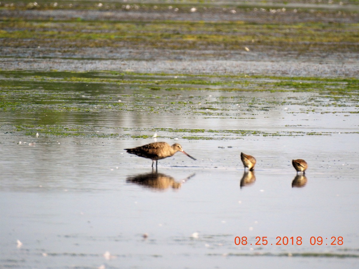 Hudsonian Godwit - ML112229531