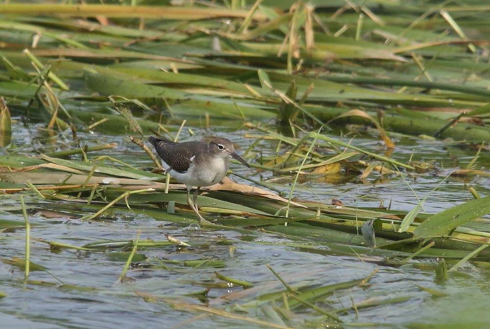 Spotted Sandpiper - ML112231091