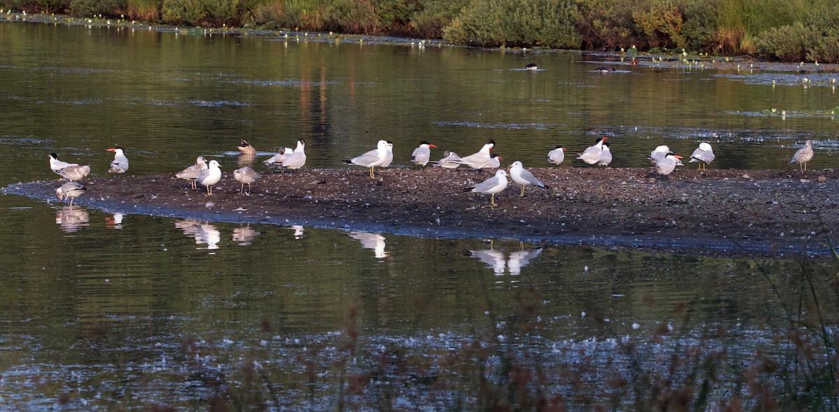 Caspian Tern - ML112231741