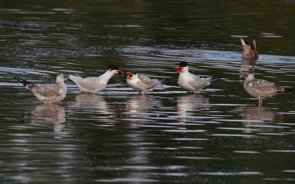 Caspian Tern - ML112231791