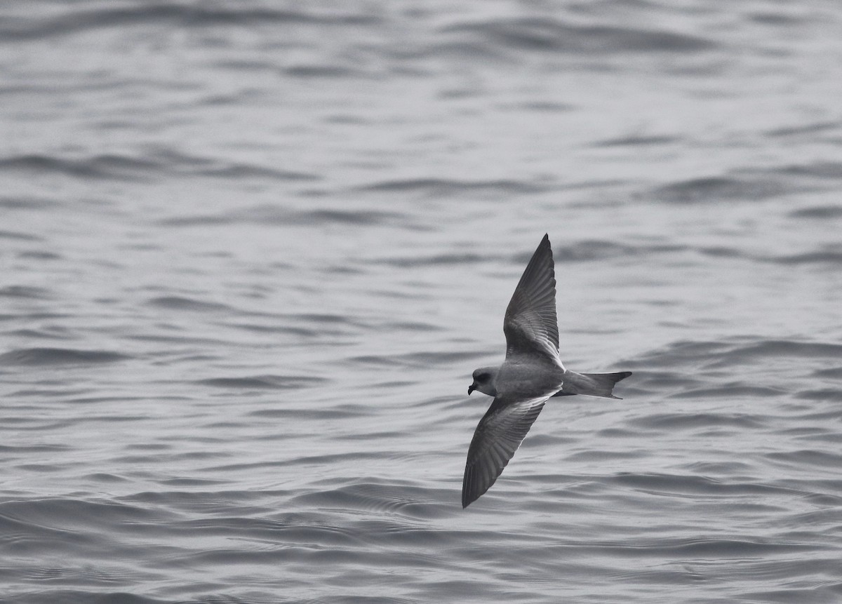 Fork-tailed Storm-Petrel - ML112234851