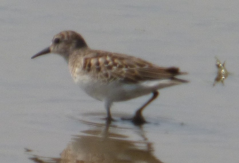 pygmésnipe - ML112235941