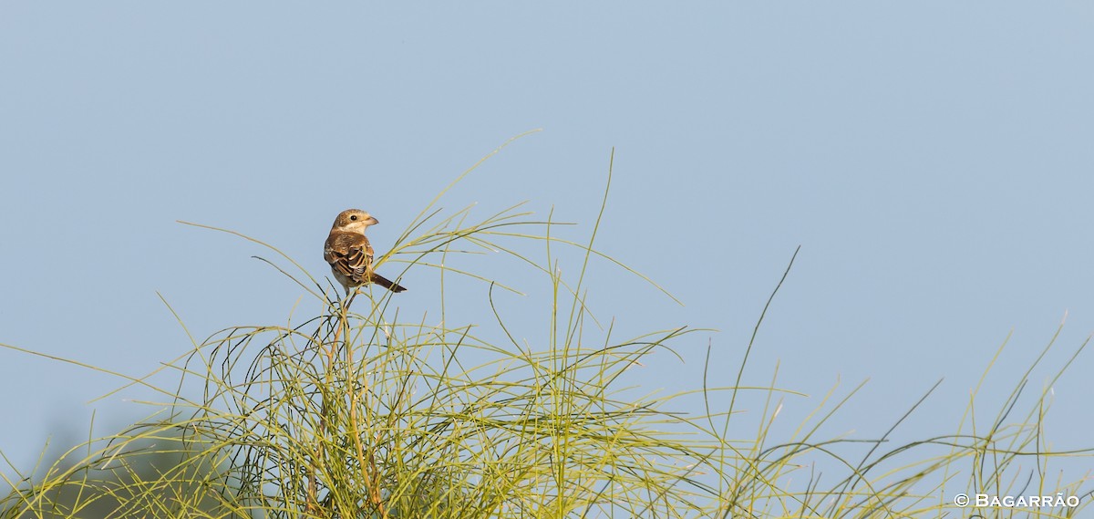 Woodchat Shrike - ML112235991