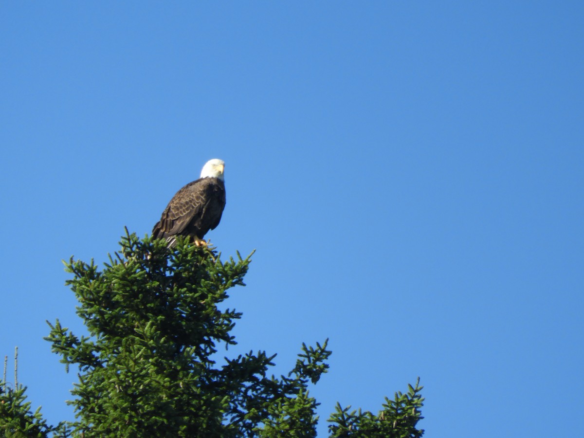 Bald Eagle - carol villeneuve