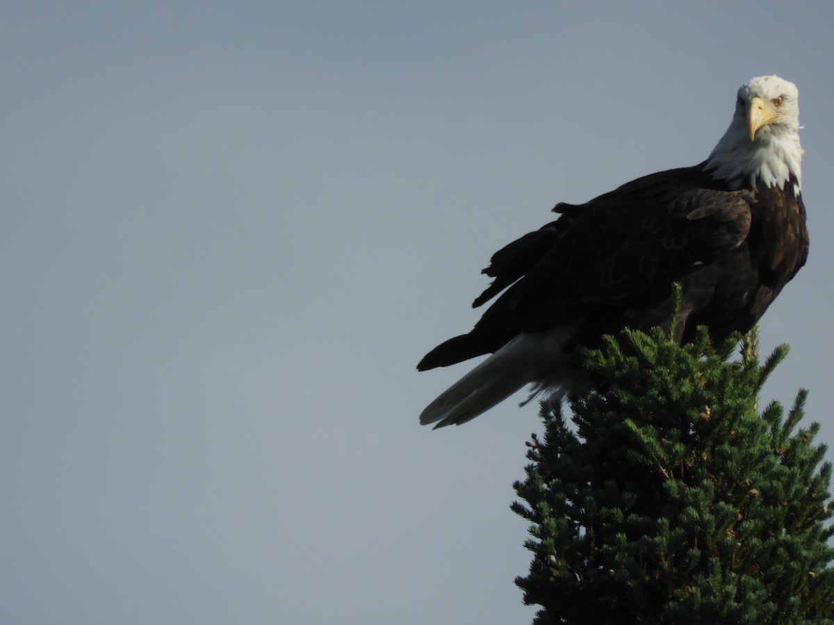 Bald Eagle - carol villeneuve