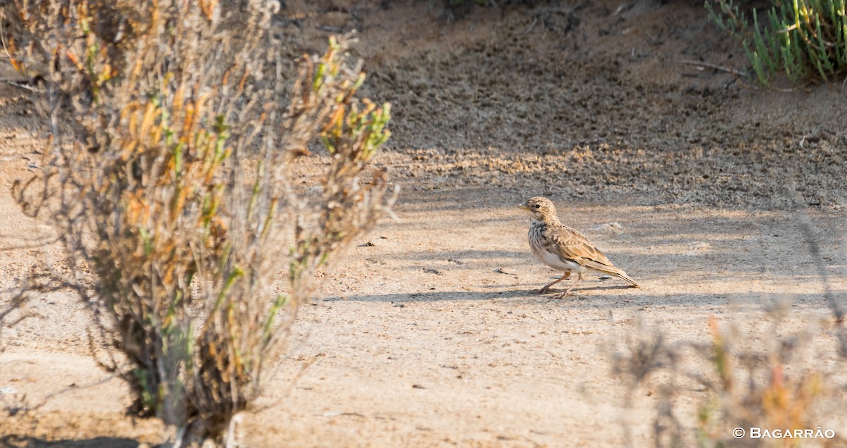 Mediterranean Short-toed Lark - ML112236451