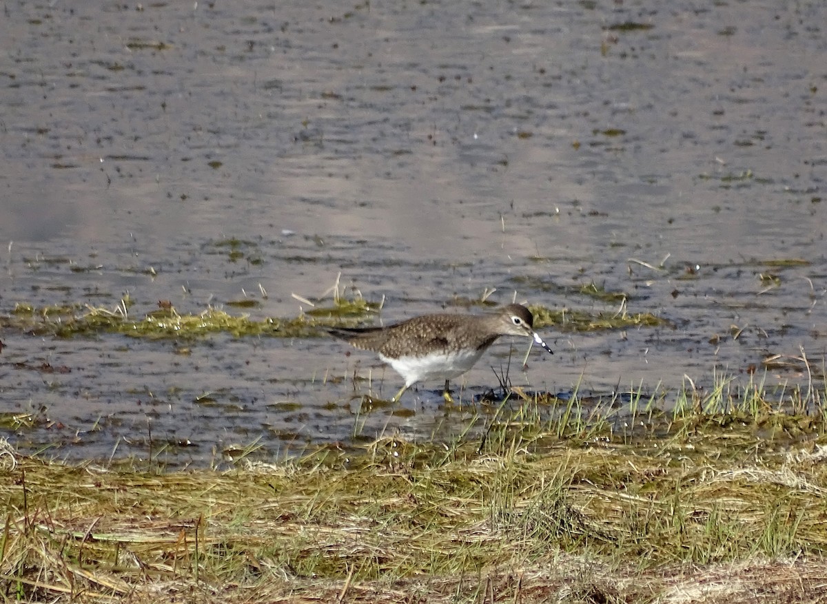 Solitary Sandpiper - ML112237531