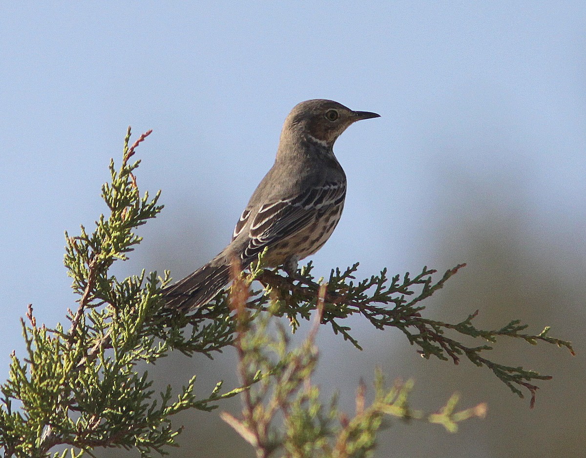 Sage Thrasher - ML112237571