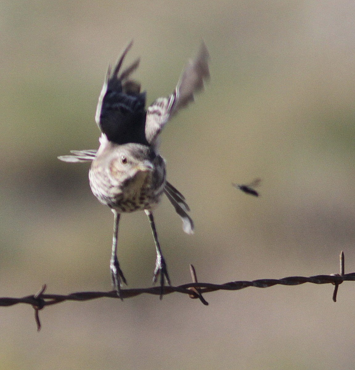 Sage Thrasher - ML112237721