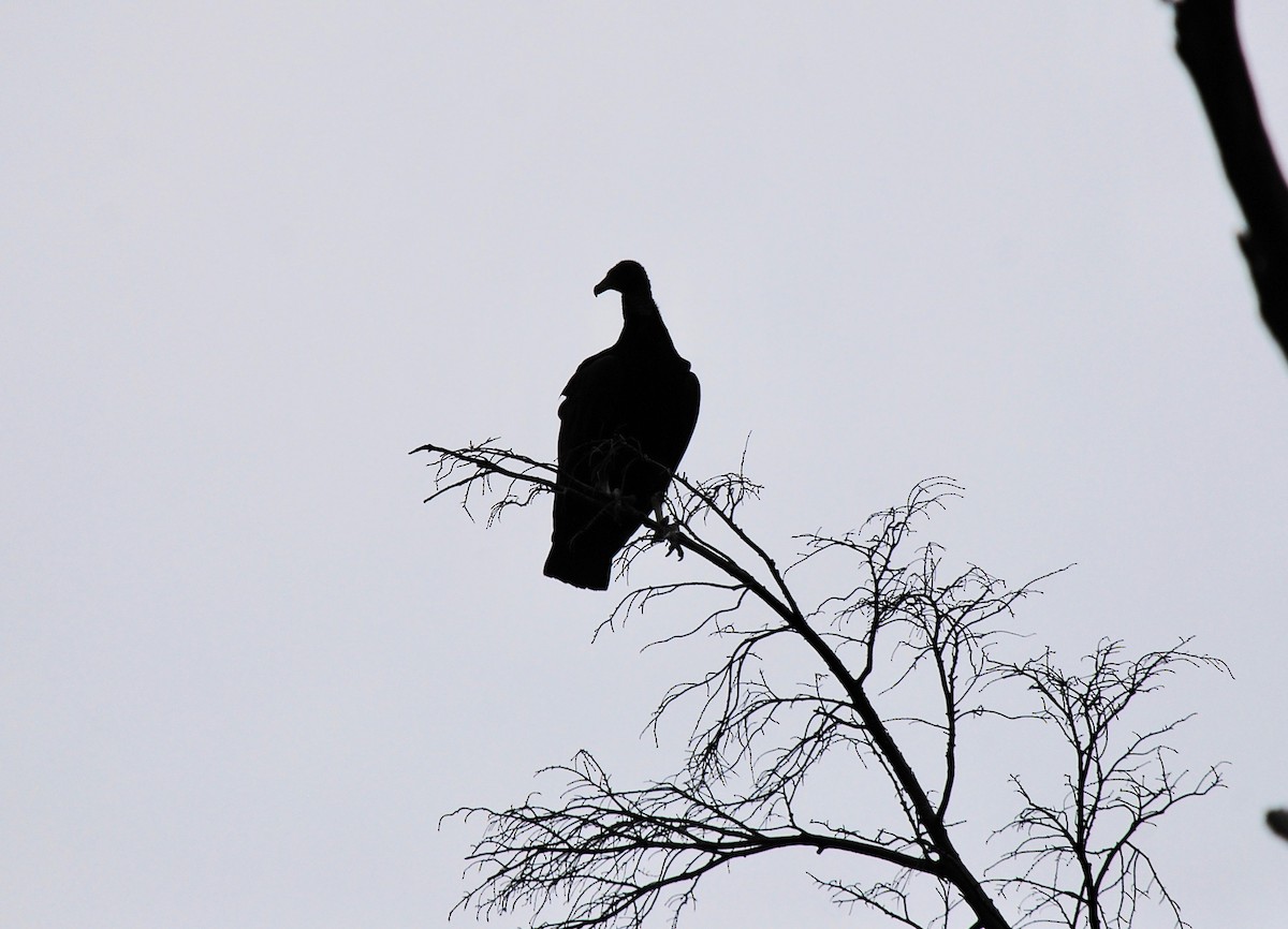 Black Vulture - ML112240161