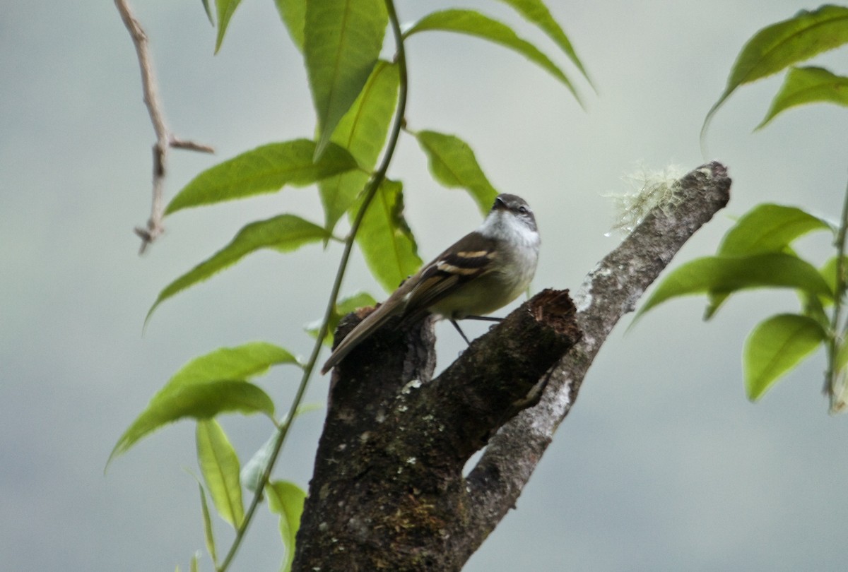 White-throated Tyrannulet - ML112240501