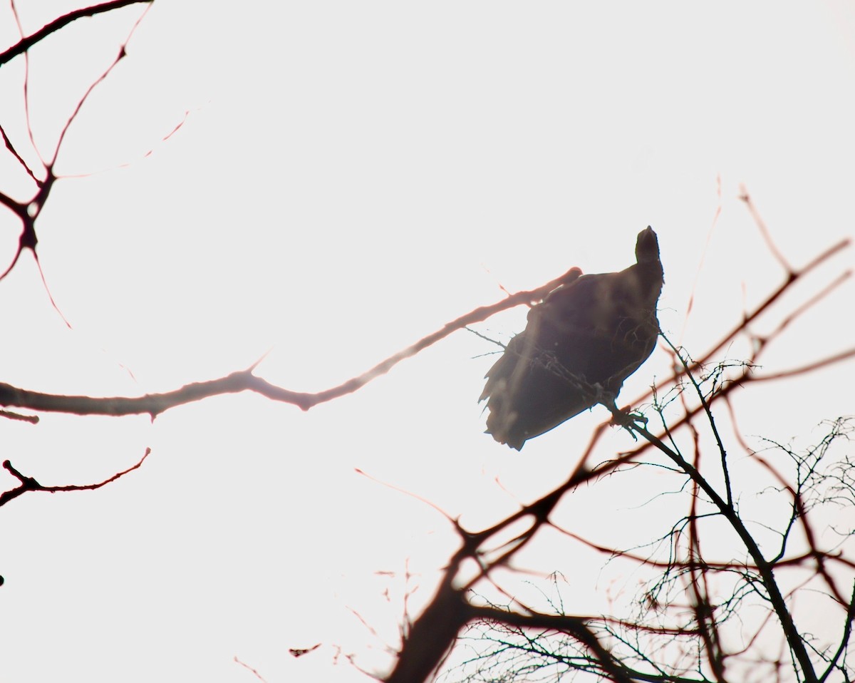 Black Vulture - ML112240681